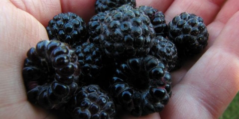 Džem od crnih malina: recepti za zimnicu